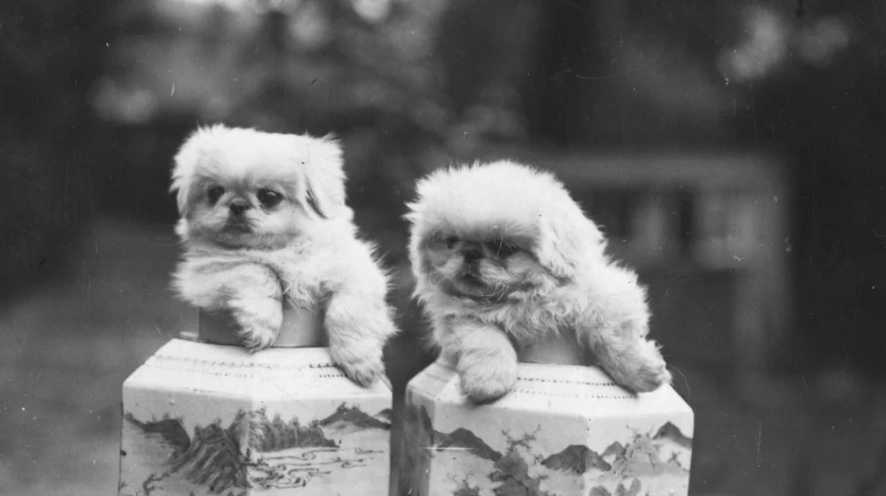 Le Chihuahua : La Plus Petite Race de Chien au Monde