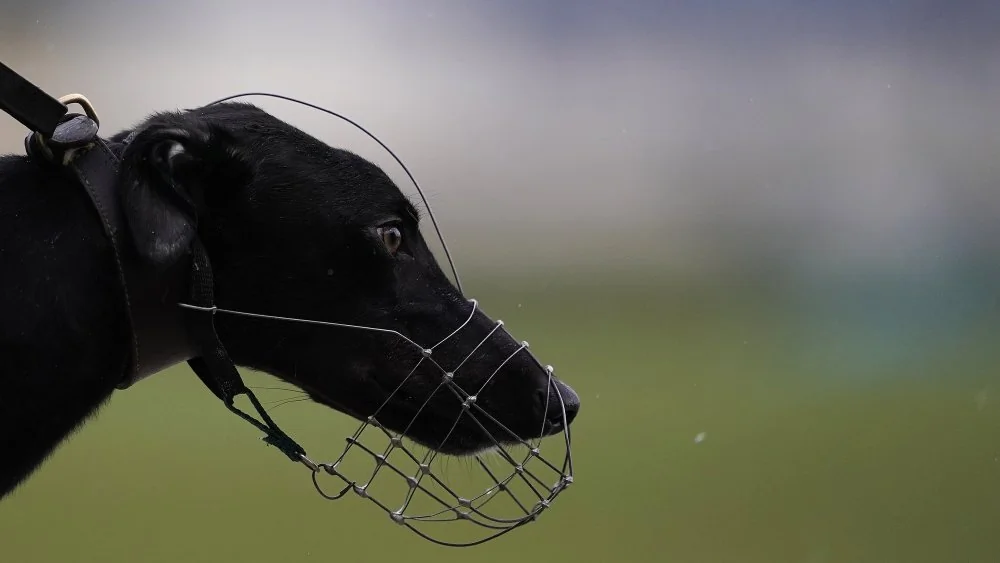 Le Greyhound : La Race de Chien la Plus Rapide au Monde