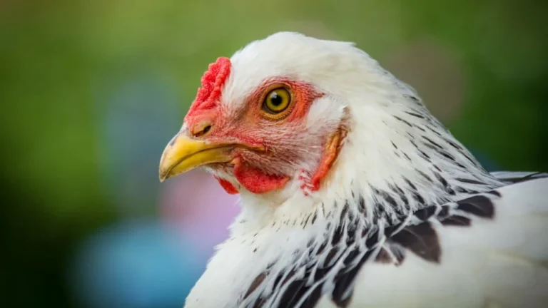 Le Jersey Giant : La plus grande race de poulet au monde