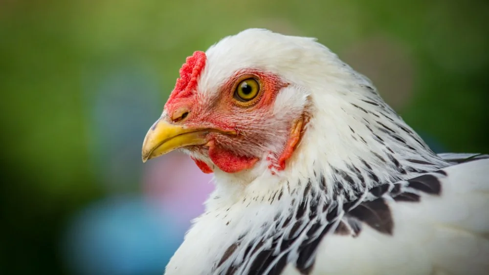 Le Jersey Giant : La plus grande race de poulet au monde