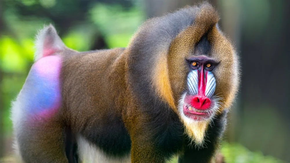 Le Mandrill : Le Plus Grand Singe du Monde