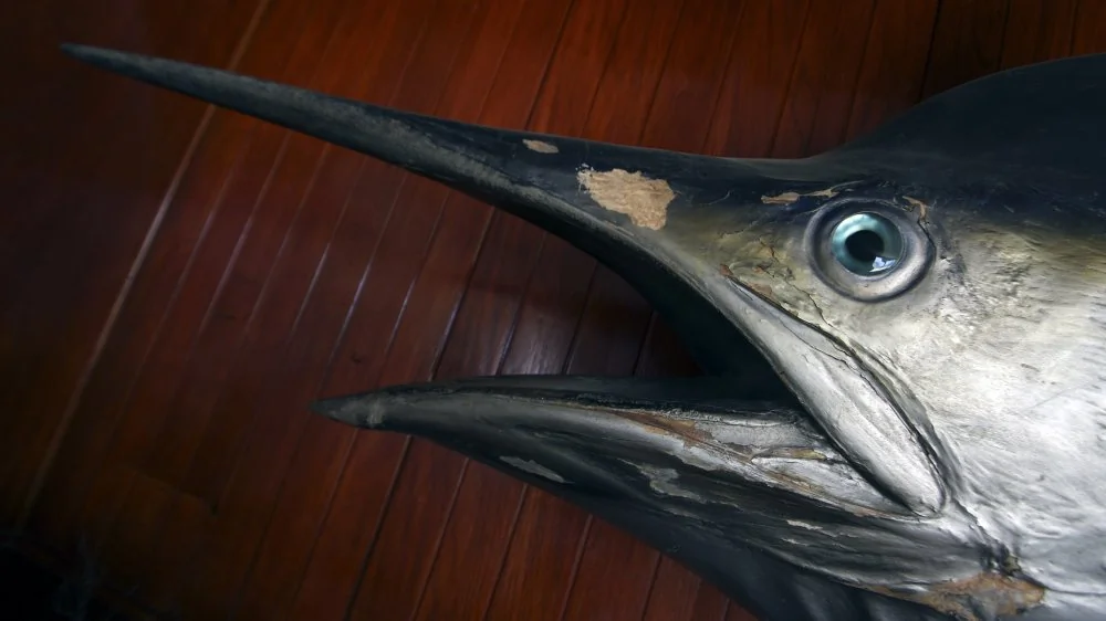 Le Marlin Noir : Le Poisson Le Plus Rapide au Monde