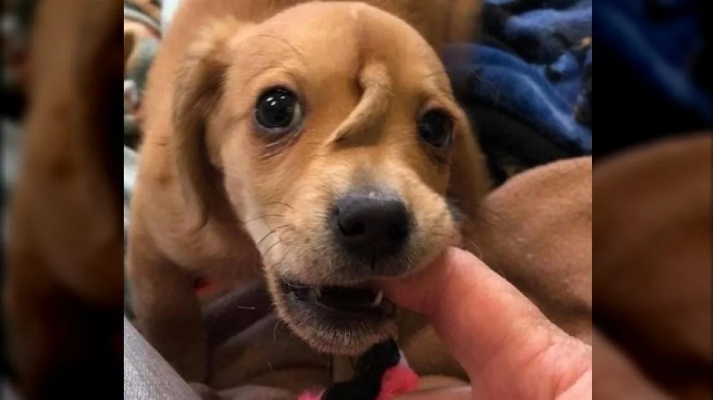 Le Puppercorn : Ce Chiot Licorne qui Réchauffe les Coeurs