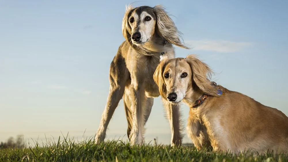 Le Saluki : La Race de Chien la Plus Ancienne au Monde
