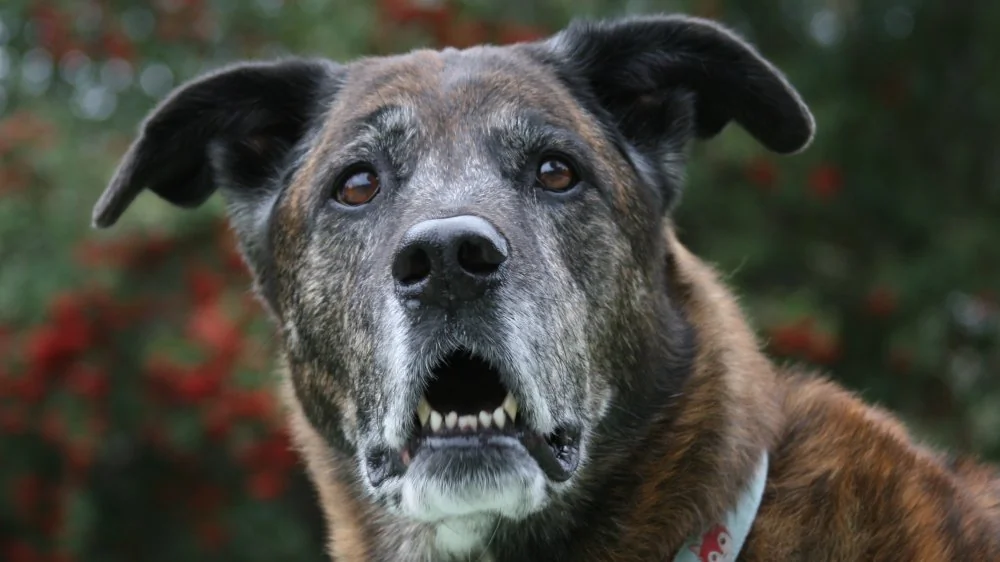 Le Schipperke : le chien qui vit le plus longtemps