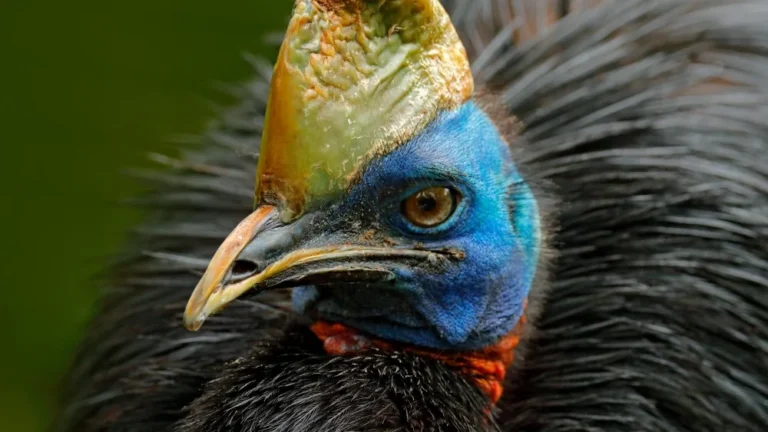 Le cassowary : l&rsquo;oiseau le plus dangereux au monde