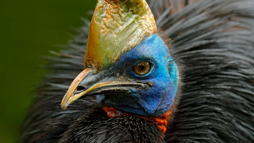 Le cassowary : l'oiseau le plus dangereux au monde