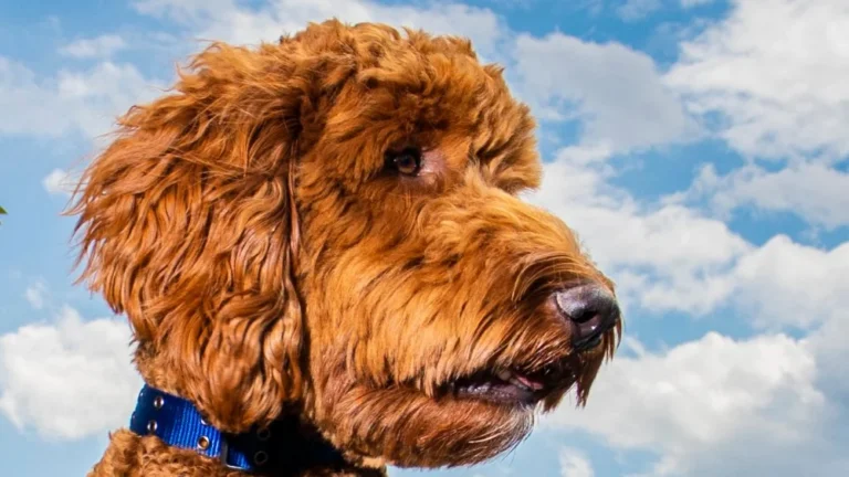 Le créateur du Labradoodle regrette son invention