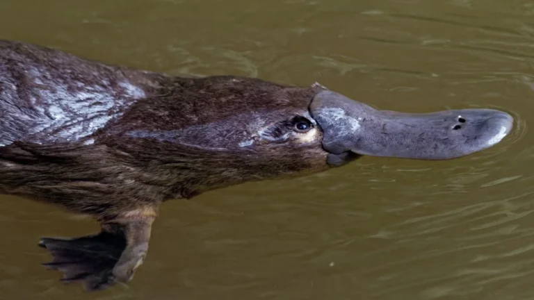 Le venin de l&rsquo;ornithorynque : dangereux ou non ?
