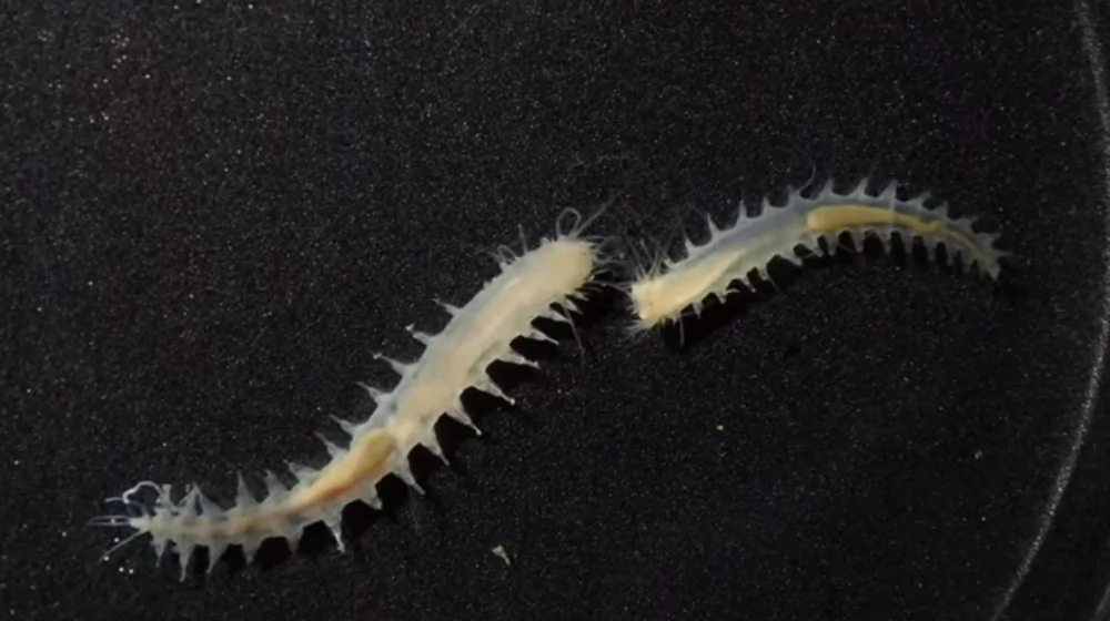 Le ver qui produit les bruits les plus forts de l'océan