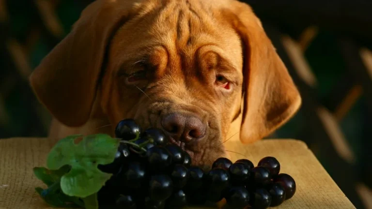 Les Fruits Les Plus Toxiques Pour Les Chiens