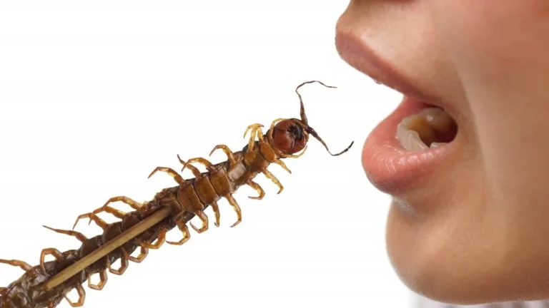 Les Mille-Pattes Sont-Ils Venimeux Pour les Humains ?