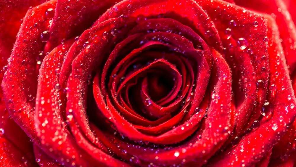 Les Plantes Les Plus Chères au Monde : Un Luxe Inaccessible