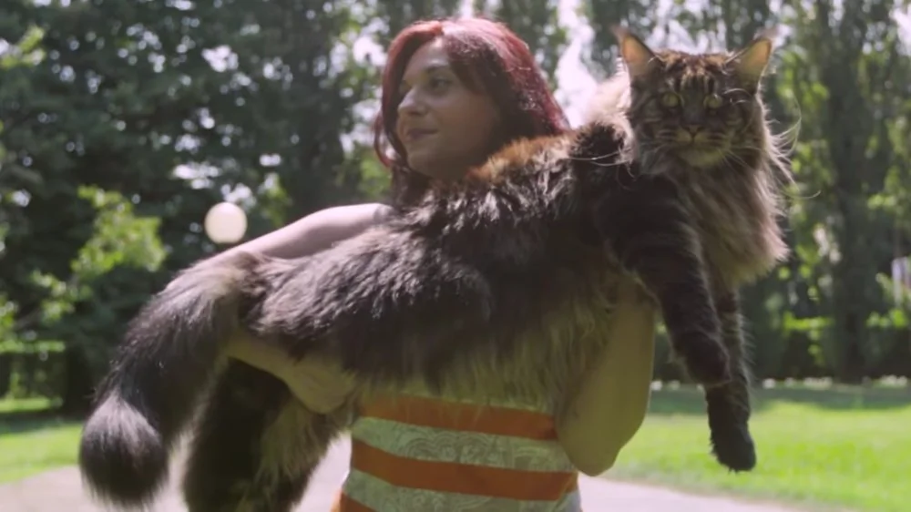 Les Plus Grandes Races de Chats au Monde