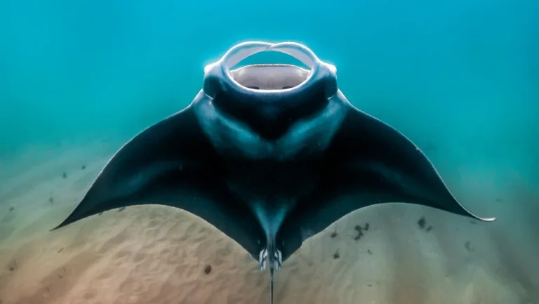 Les Plus Gros Poissons du Monde: Au-delà des Requins