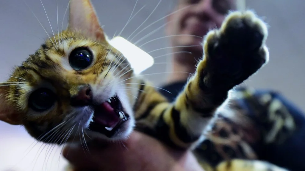 Les chats les plus dangereux à posséder : attention aux félins!