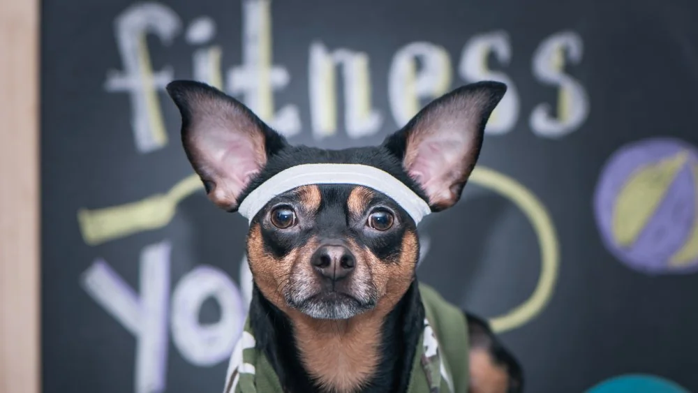 Les chiens les plus forts du monde : mastin et Kangal