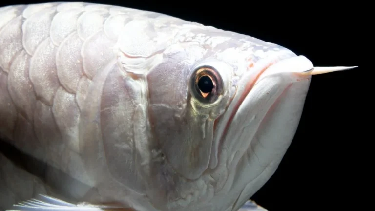 Les poissons d&rsquo;aquarium les plus chers au monde