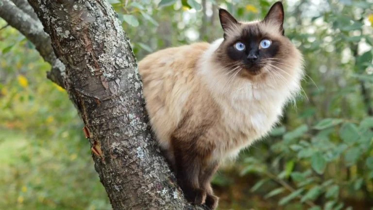 Les races de chats qui vivent le plus longtemps