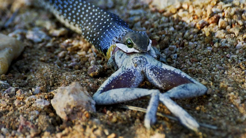Les serpents avaient des pattes : une découverte fascinante