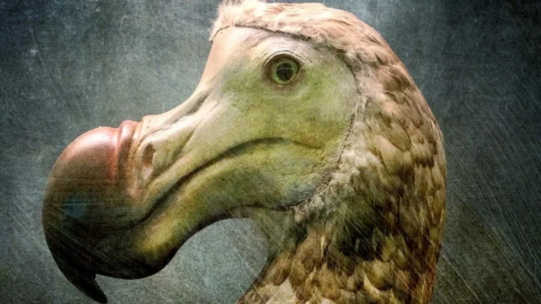 Les vérités sur l&rsquo;extinction des dodos : révélations scientifiques