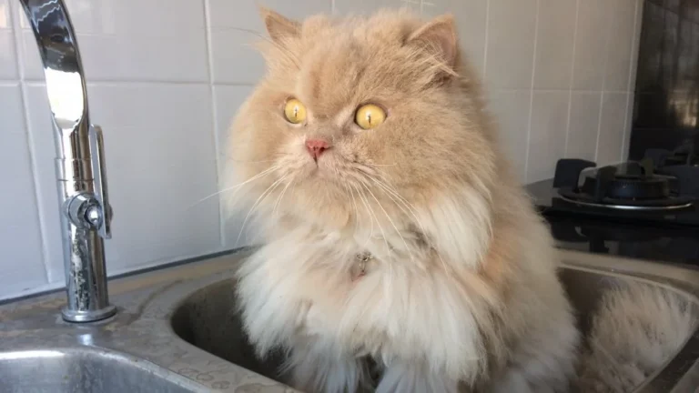 Pourquoi les Chats Privilégient-ils l&rsquo;Eau du Robinet ?