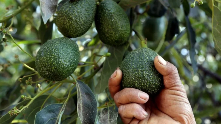 Pourquoi les agriculteurs mexicains d&rsquo;avocats sont armés