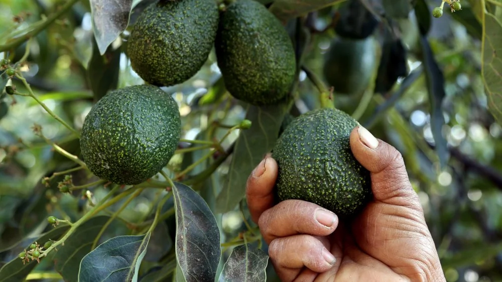 Pourquoi les agriculteurs mexicains d'avocats sont armés
