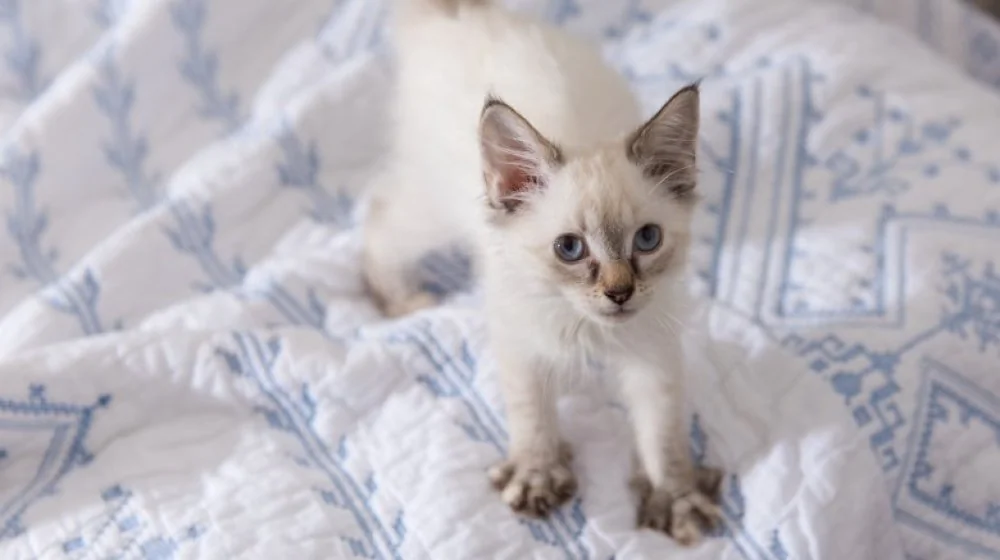 Pourquoi les chats pétrissent-ils ?