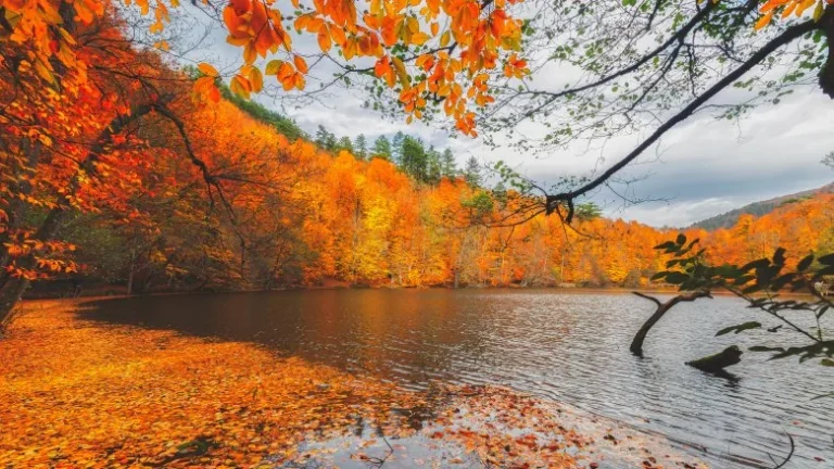 Pourquoi les feuilles changent de couleur en automne ?