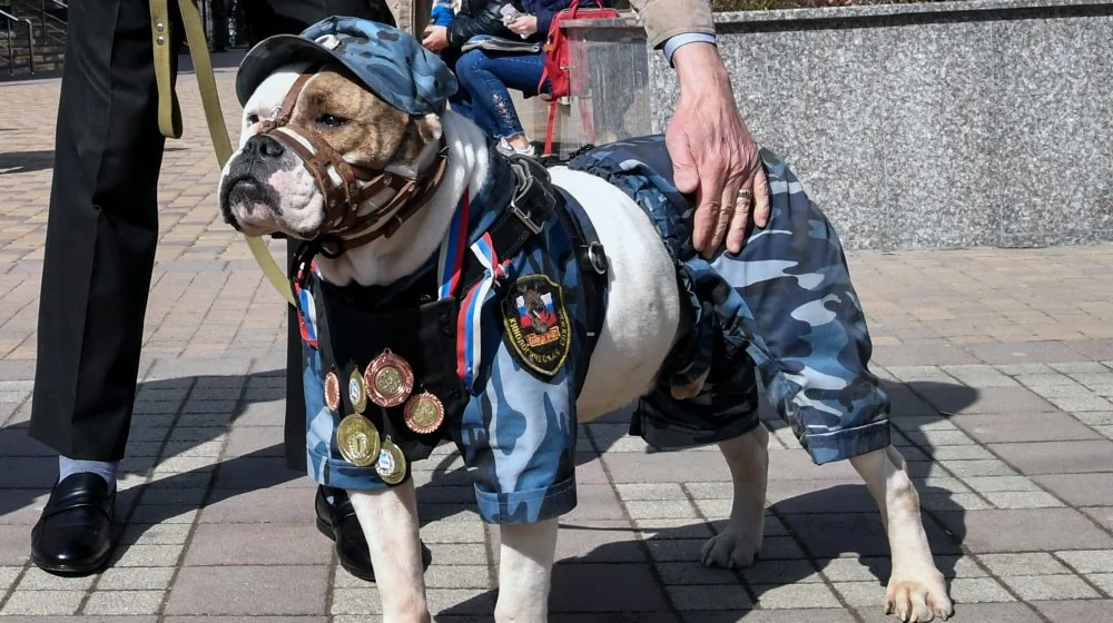 Pourquoi les survivalistes accumulent tant de matériel pour chiens