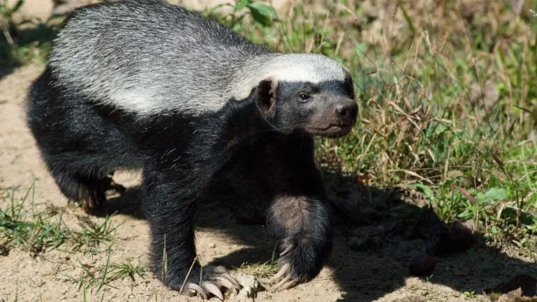 Qu&rsquo;est-ce qui peut tuer un ratel ?