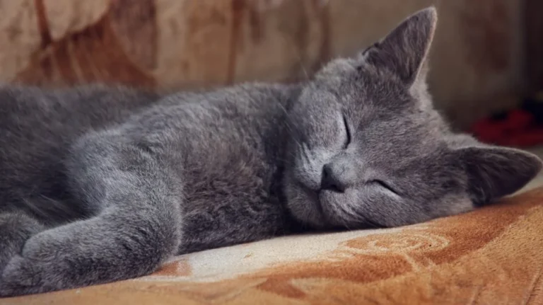 Que rêvent les chats ? Mystères et recherches fascinantes