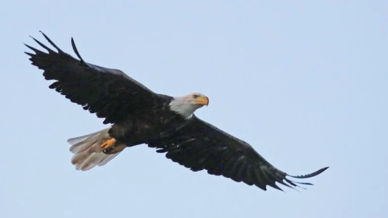 Que risquez-vous en tuant un aigle à tête blanche ?
