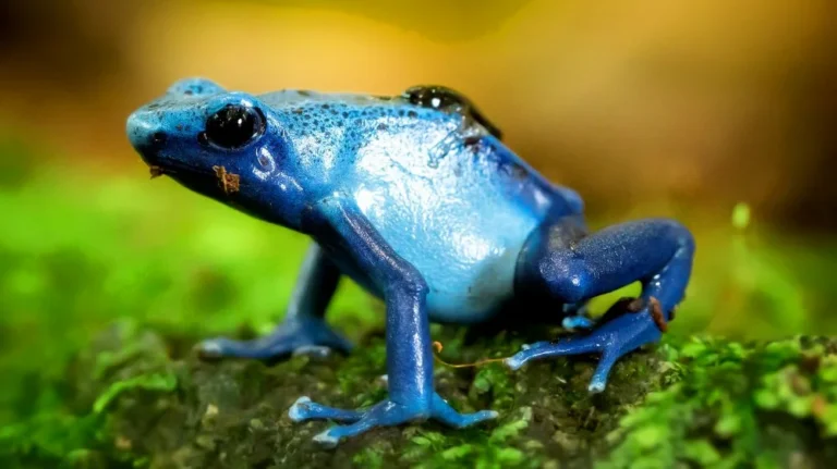 Que se passe-t-il si vous touchez une grenouille dorée ?