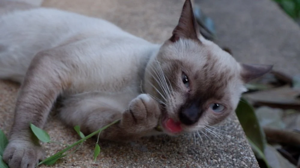Que se passe-t-il vraiment chez les chats qui abusent de l'herbe à chat ?
