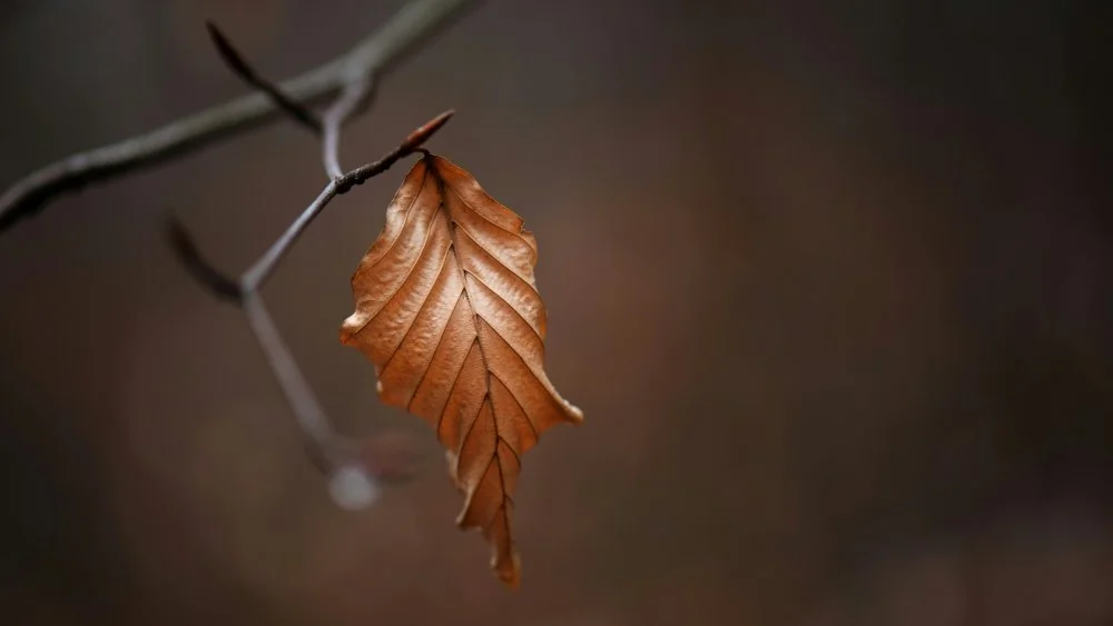 Que se passerait-il si les plantes disparaissaient de la Terre ?