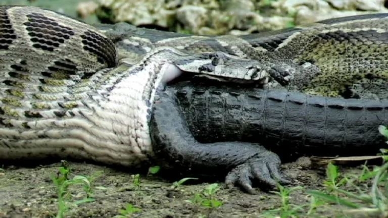 Quelle est la plus grosse proie qu&rsquo;un serpent peut avaler ?