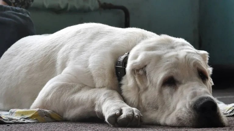 Signes que votre chien pleure à l&rsquo;aide : comment comprendre
