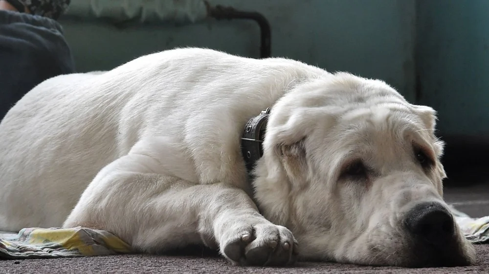 Signes que votre chien pleure à l'aide : comment comprendre