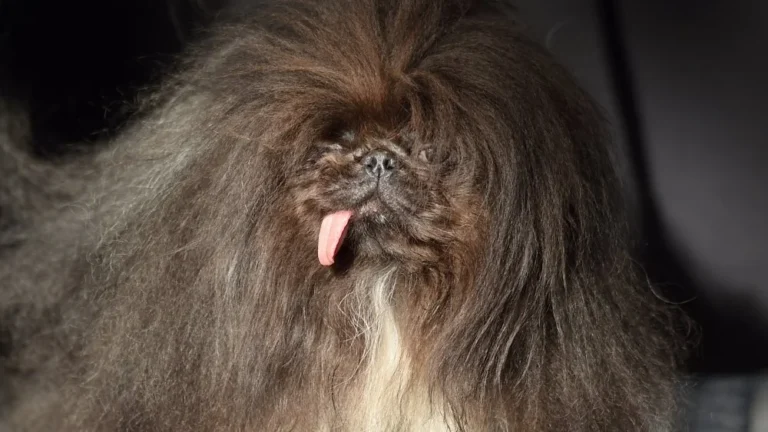Tout savoir sur le Pékinois, chien ancien de Chine