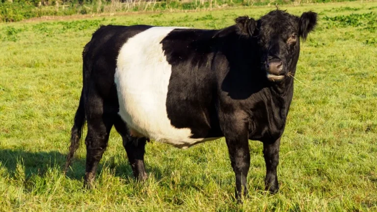 Tout savoir sur les vaches Oreo : mythe ou réalité ?