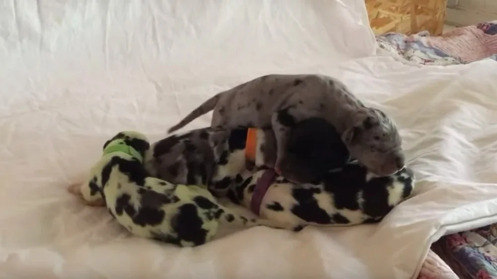 Un Chiot Vert : La Naissance Insolite d'un Dogue Allemand