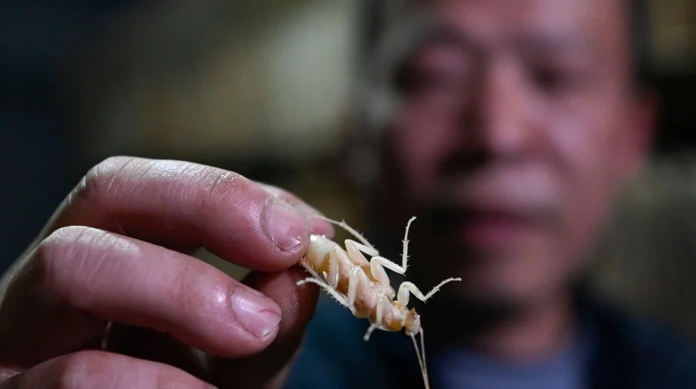 Un homme traité après avoir découvert des cafards dans son oreille