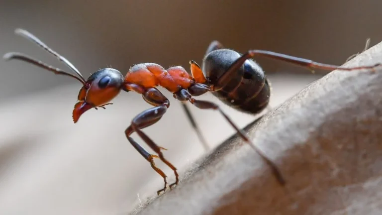 Un million de fourmis cannibales s&rsquo;échappent d&rsquo;un bunker en Pologne