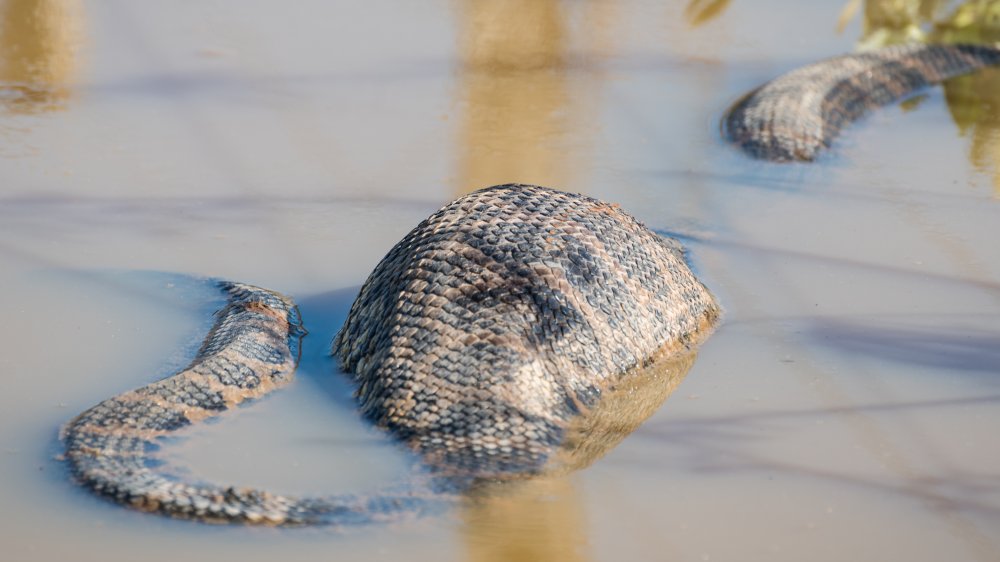 Anaconda avec un ventre énorme