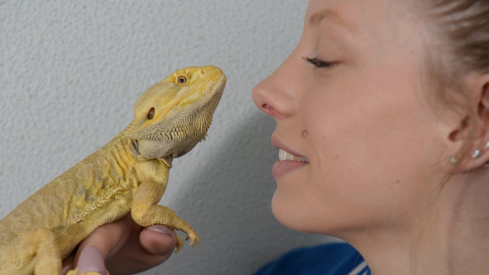 bearded dragon w/enemy