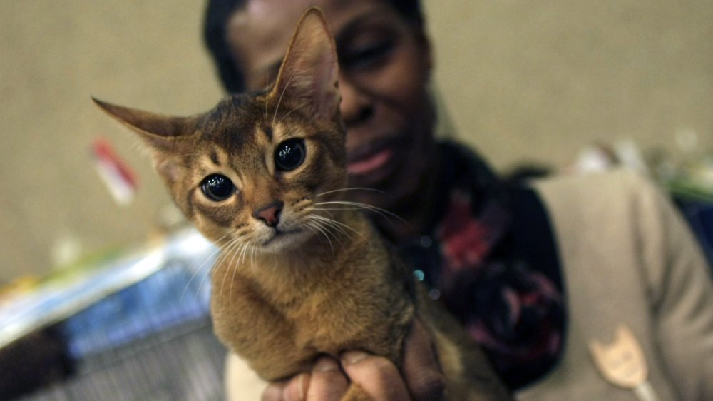 abyssinian