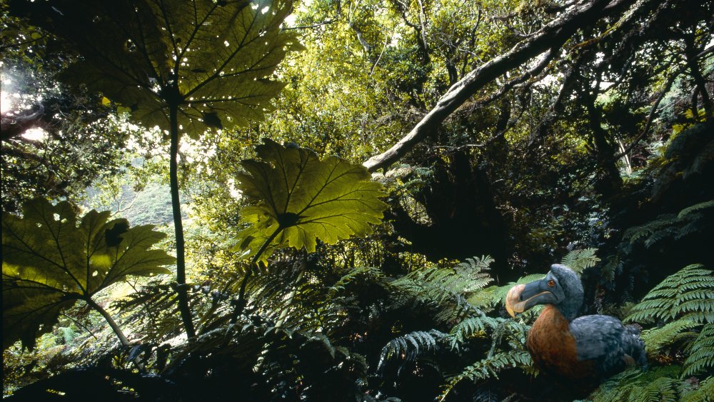Dodo bird habitat, Mauritius