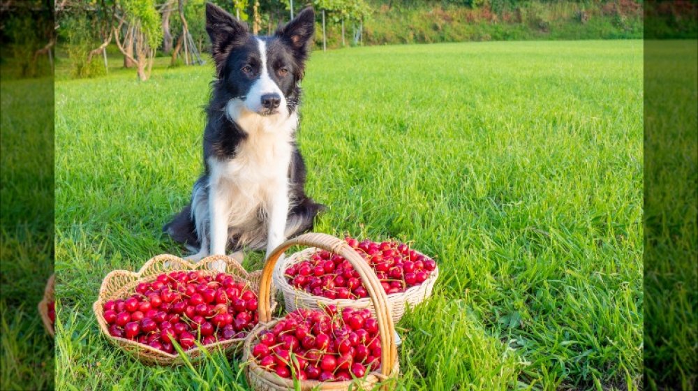 Chien avec des cerises